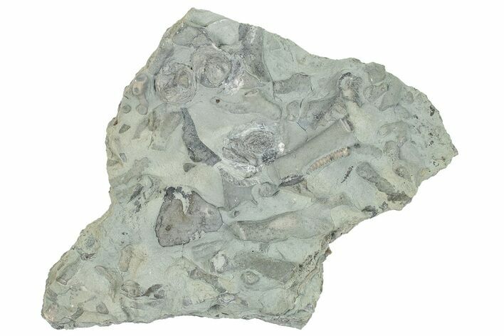 Ordovician Fossil Edrioasteroid (Isorophus) Plate - Ohio #270107